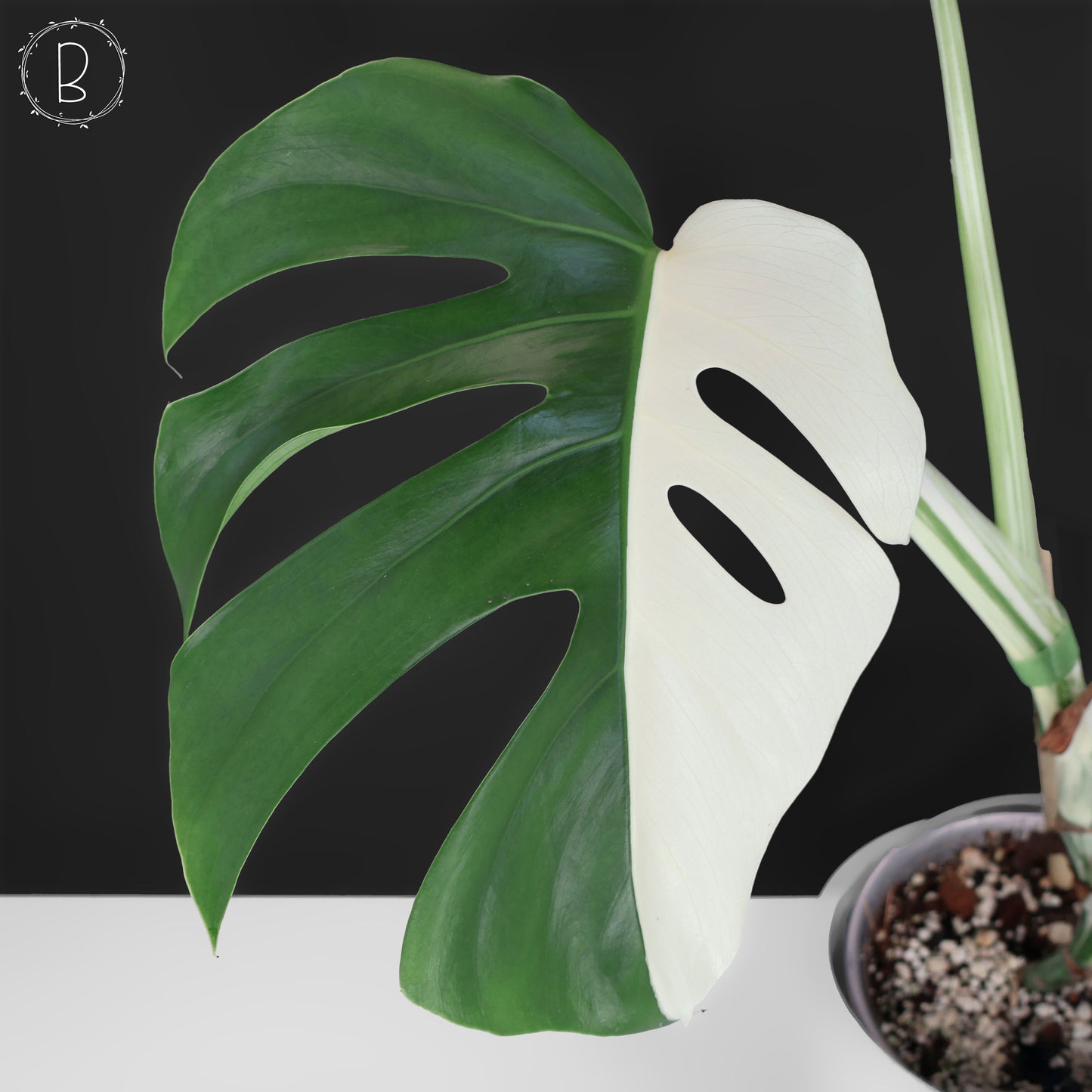 Monstera Albo Borsigiana
