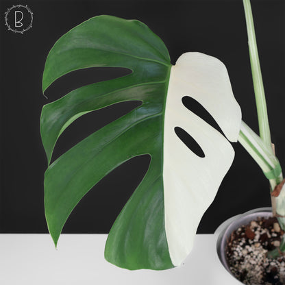 Monstera Albo Borsigiana