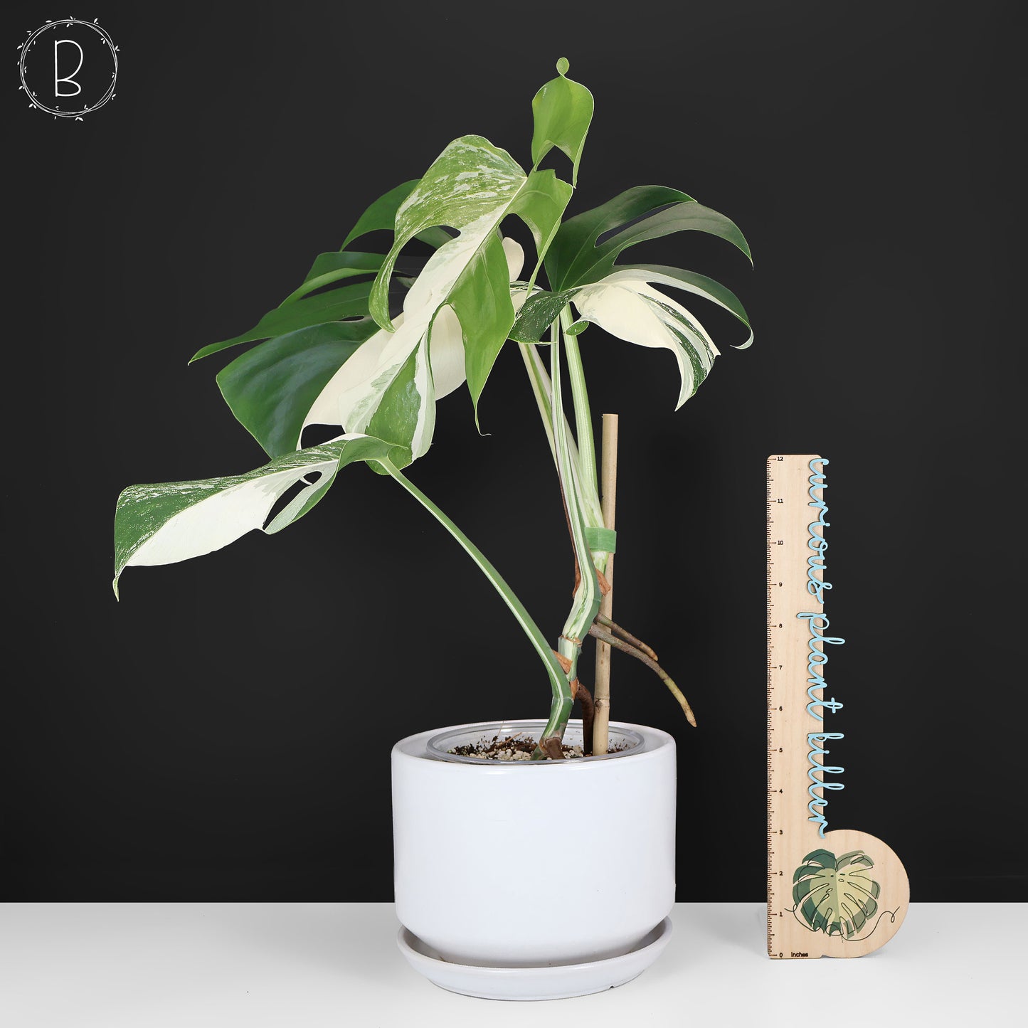 Monstera Albo Borsigiana