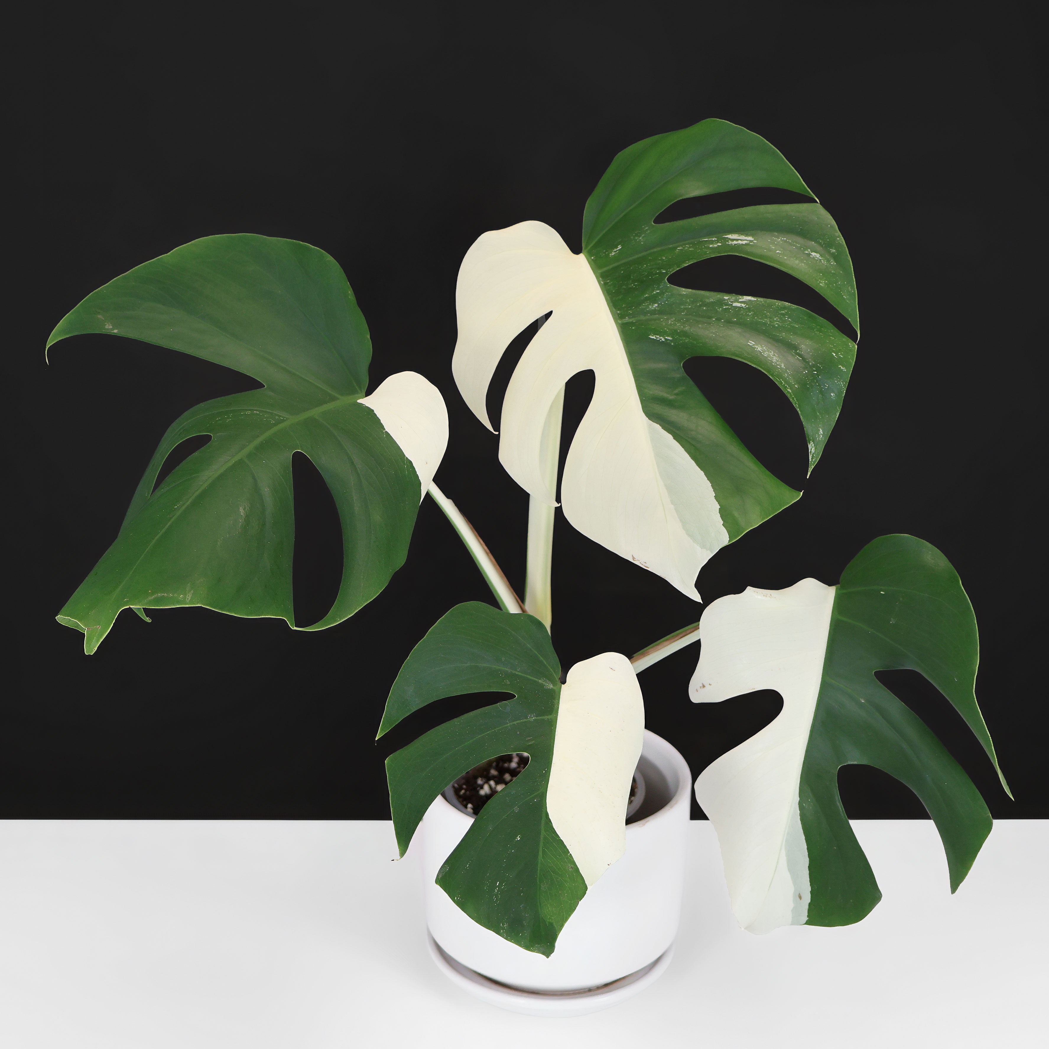 Monstera borsigiana Alboモンステラ・ボルシギアナ・アルボ UJ】モンステラ ボルシギアナ アルボ 斑入り【928】 | PROTOLEAF