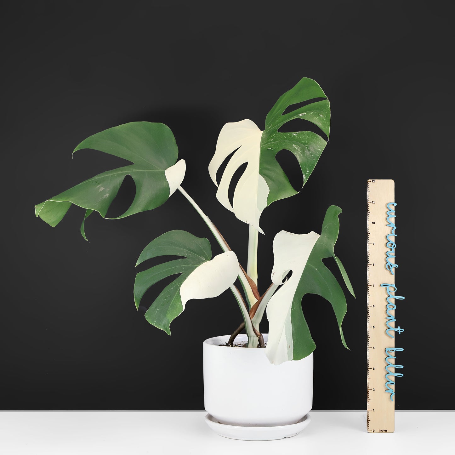 Monstera Albo Borsigiana (Sectoral)
