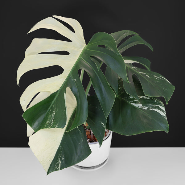 Monstera Jungle Mint (Non-TC)