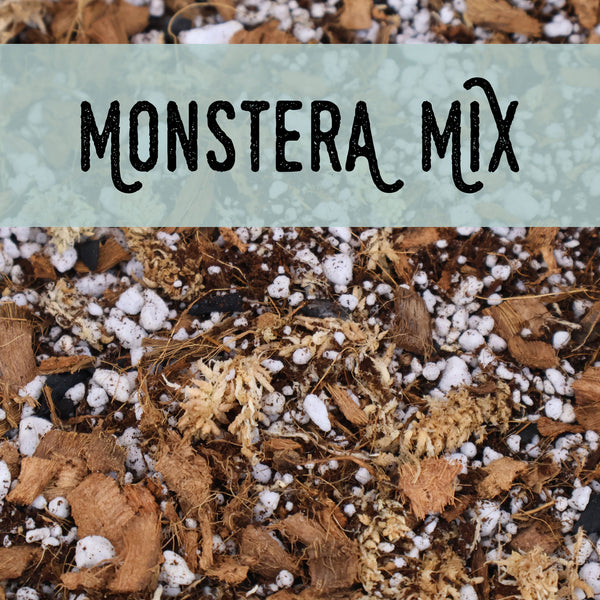 monstera albo soil mix Monstera Albo Borsigiana (Sectoral) – Curious Plant Killer