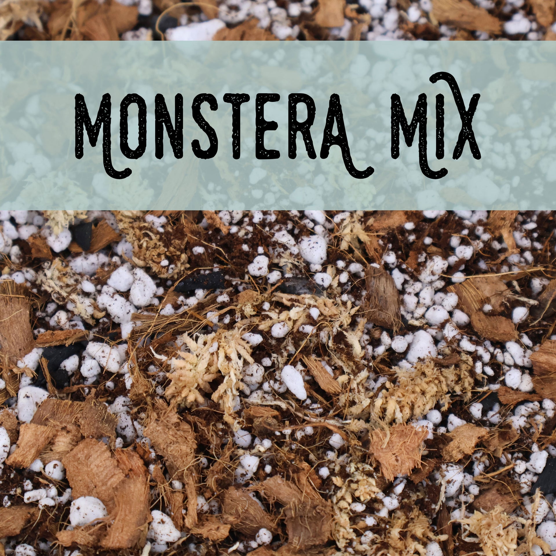 Monstera Mix – Curious Plant Killer