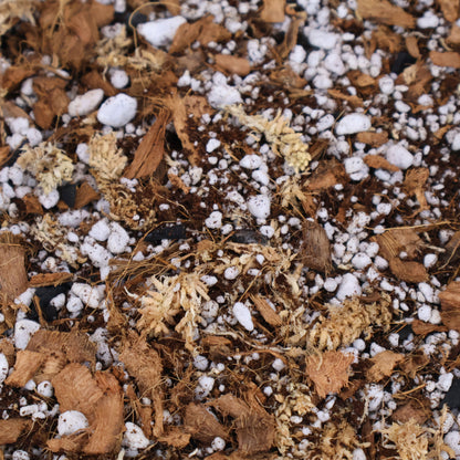 Mélange de Monstera