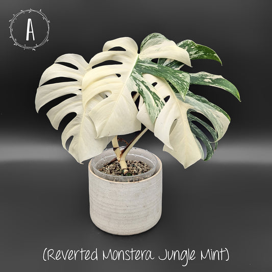 Monstera Albo Borsigiana