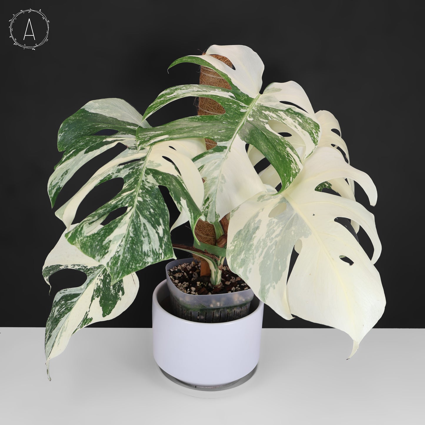 Monstera Albo Borsigiana