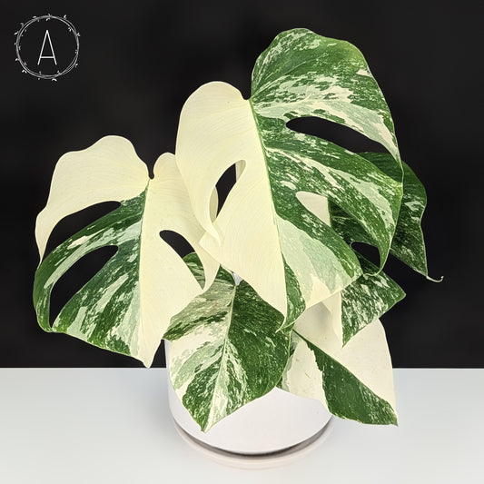 Monstera Albo Borsigiana