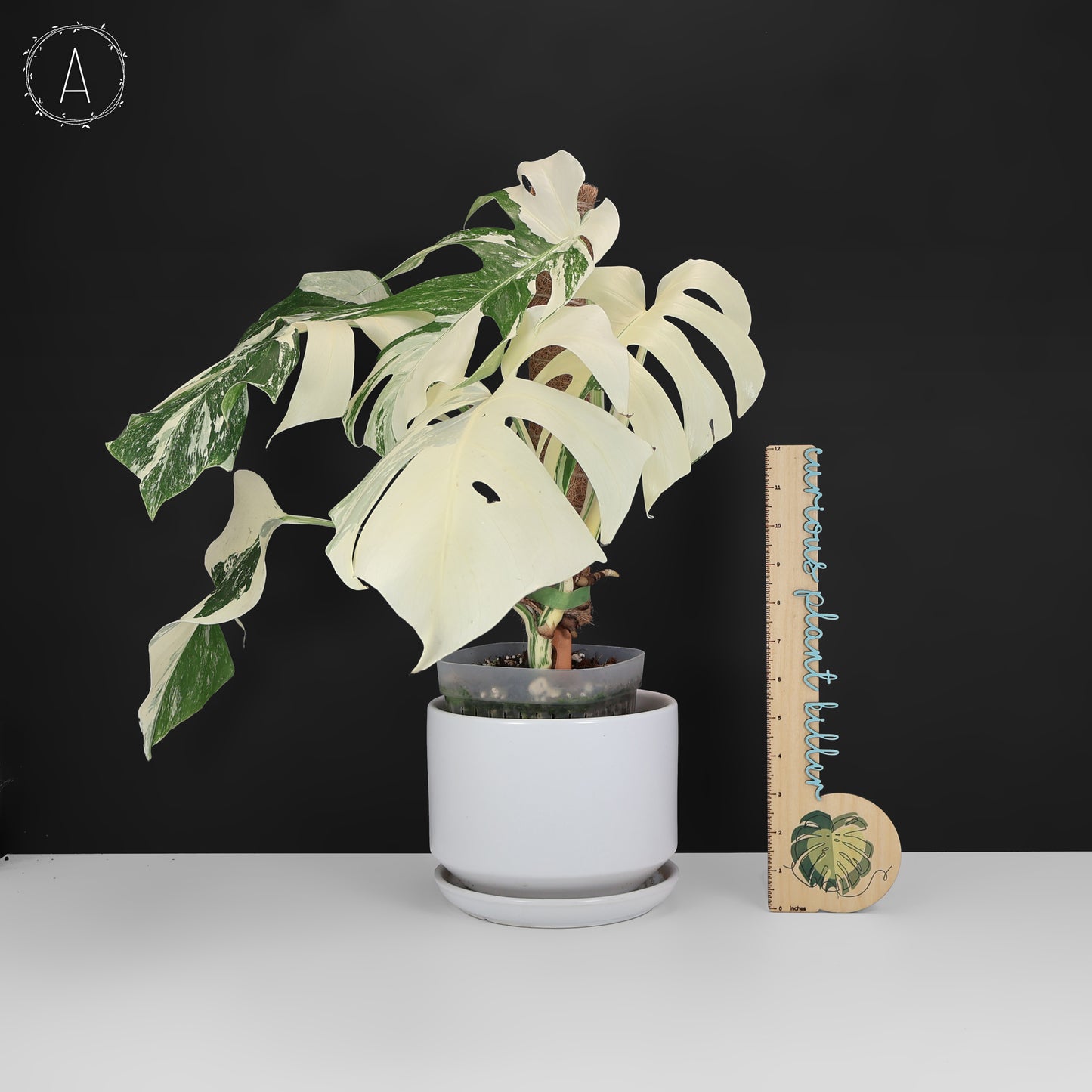 Monstera Albo Borsigiana