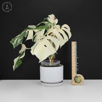 Monstera Albo Borsigiana