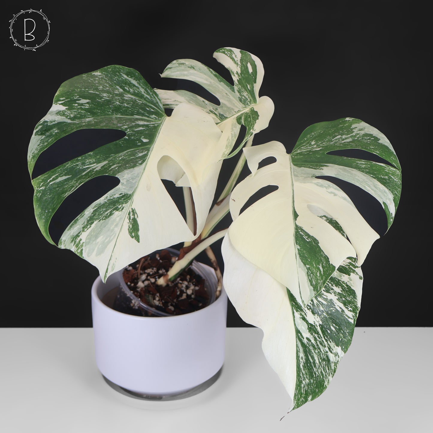 Monstera Albo Borsigiana