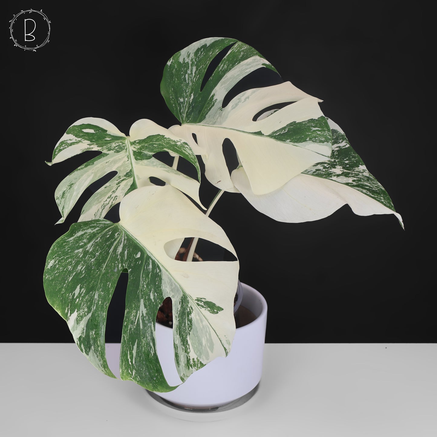Monstera Albo Borsigiana