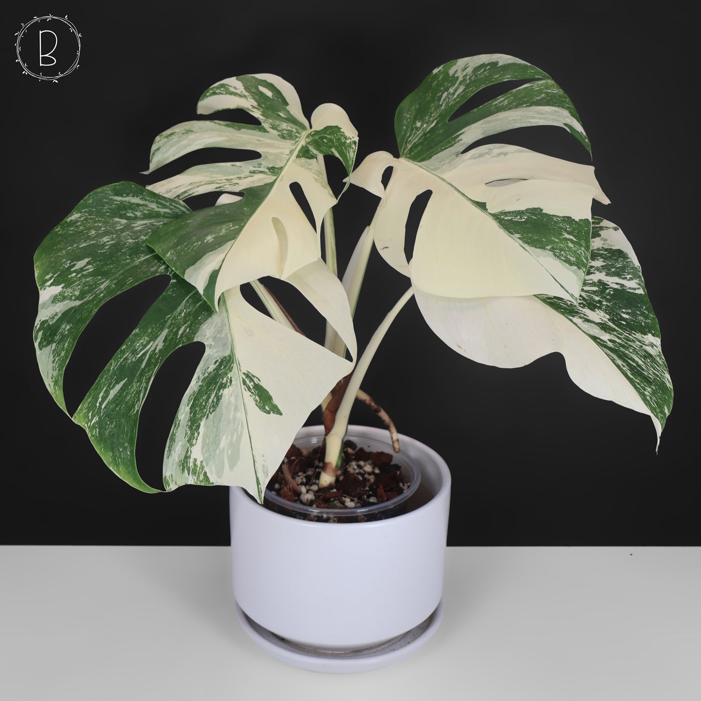 Monstera Albo Borsigiana
