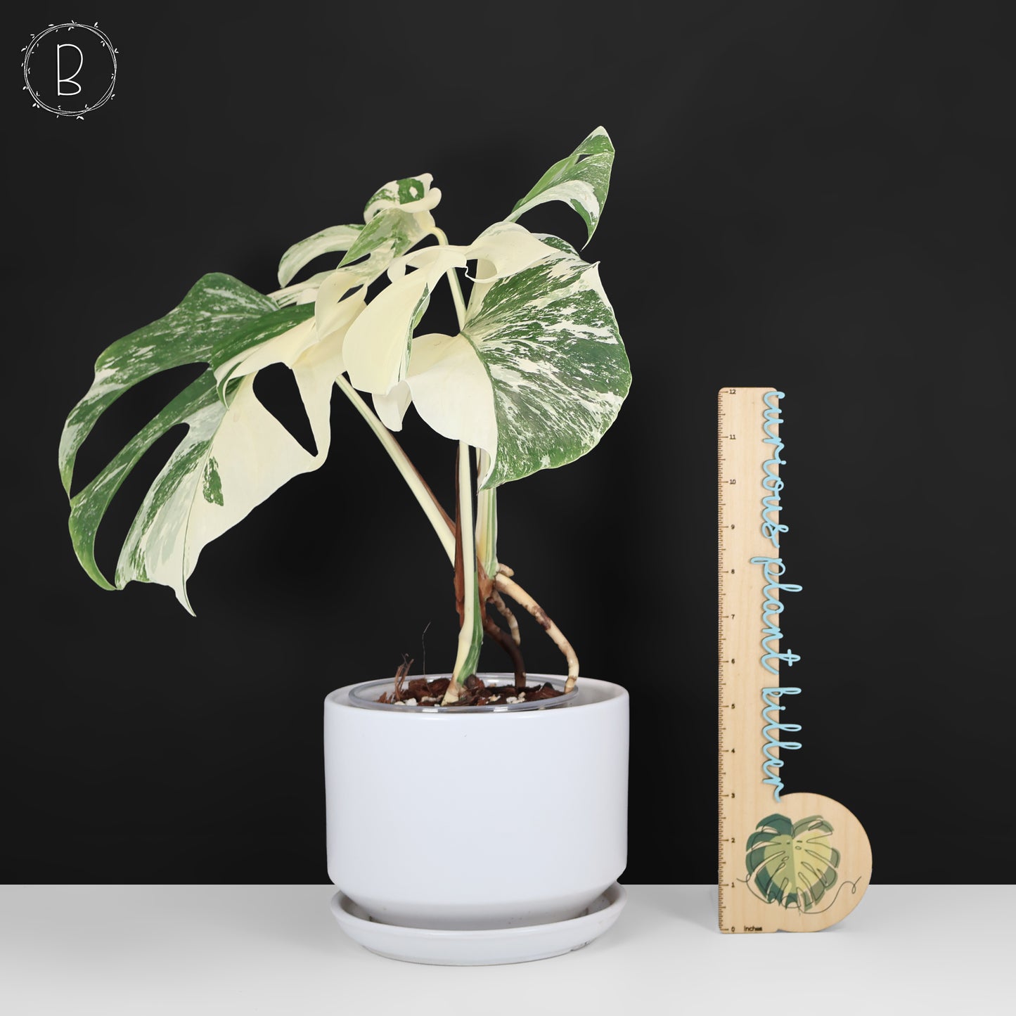 Monstera Albo Borsigiana