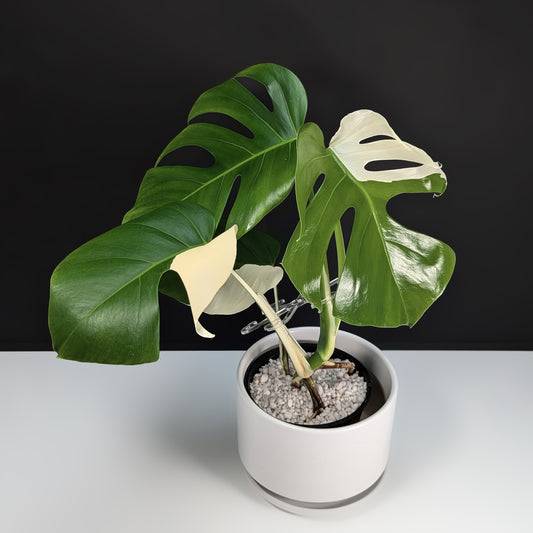 Monstera Albo Borsigiana (Sectoral)