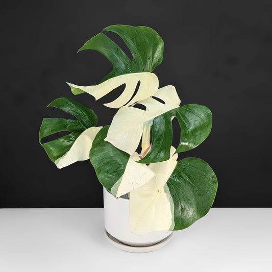 Monstera Albo Borsigiana (Sectoral)