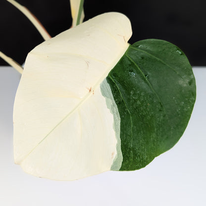 Monstera Albo Borsigiana (Sectoral)