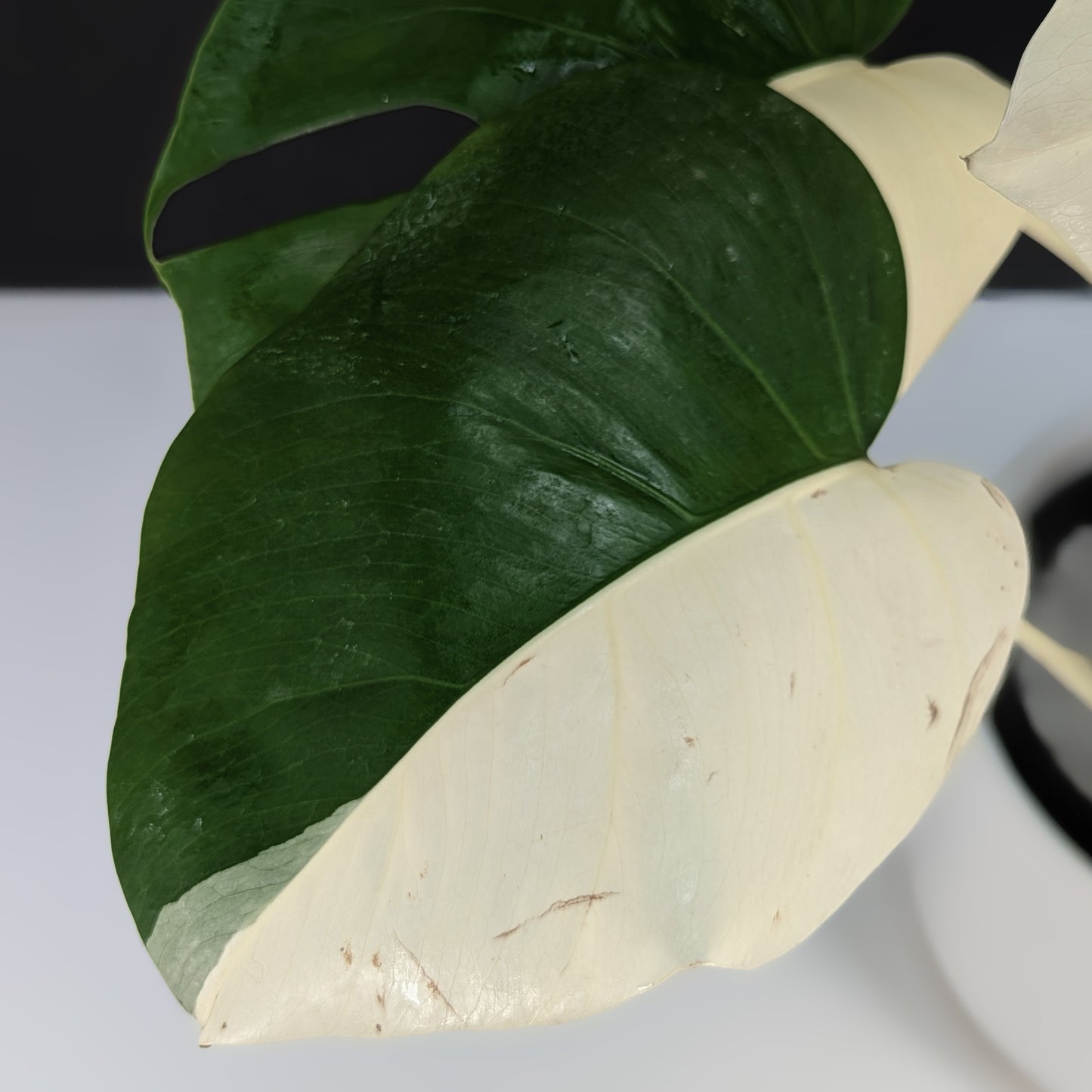 Monstera Albo Borsigiana (Sectoral)
