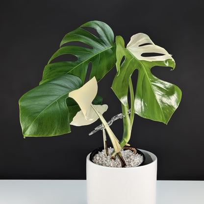 Monstera Albo Borsigiana (Sectoral)