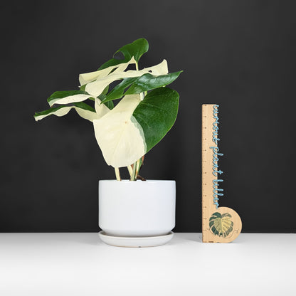 Monstera Albo Borsigiana (Sectoral)