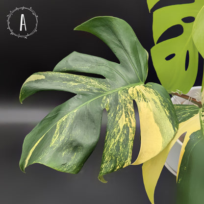 Monstera Aurea (Marmorata)