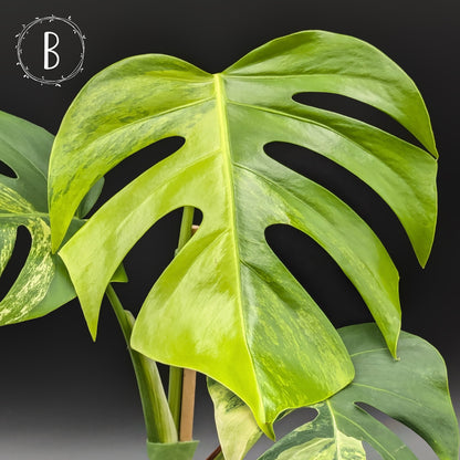 Monstera Aurea (Marmorata)