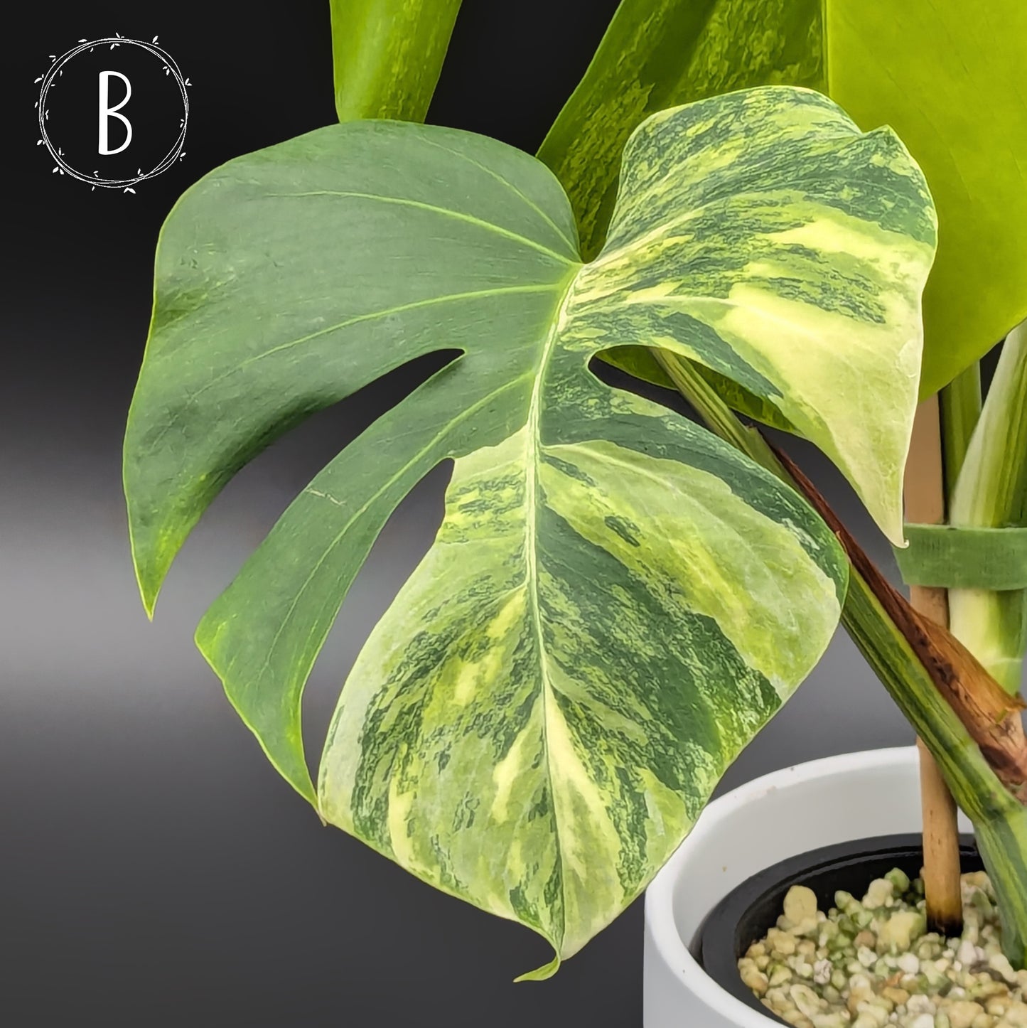 Monstera Aurea (Marmorata)