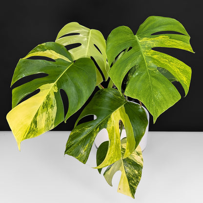 Monstera Aurea (Marmorata)
