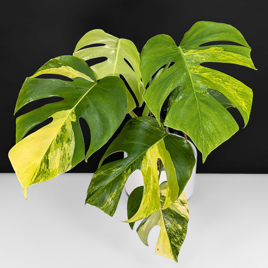 Monstera Aurea (Marmorata)