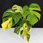 Monstera Aurea (Marmorata)