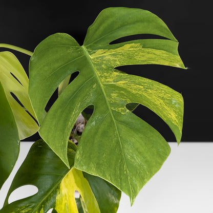 Monstera Aurea (Marmorata)