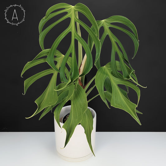 Monstera Burle Marx Flame (Non-TC)