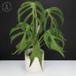 Monstera Burle Marx Flame (Non-TC)