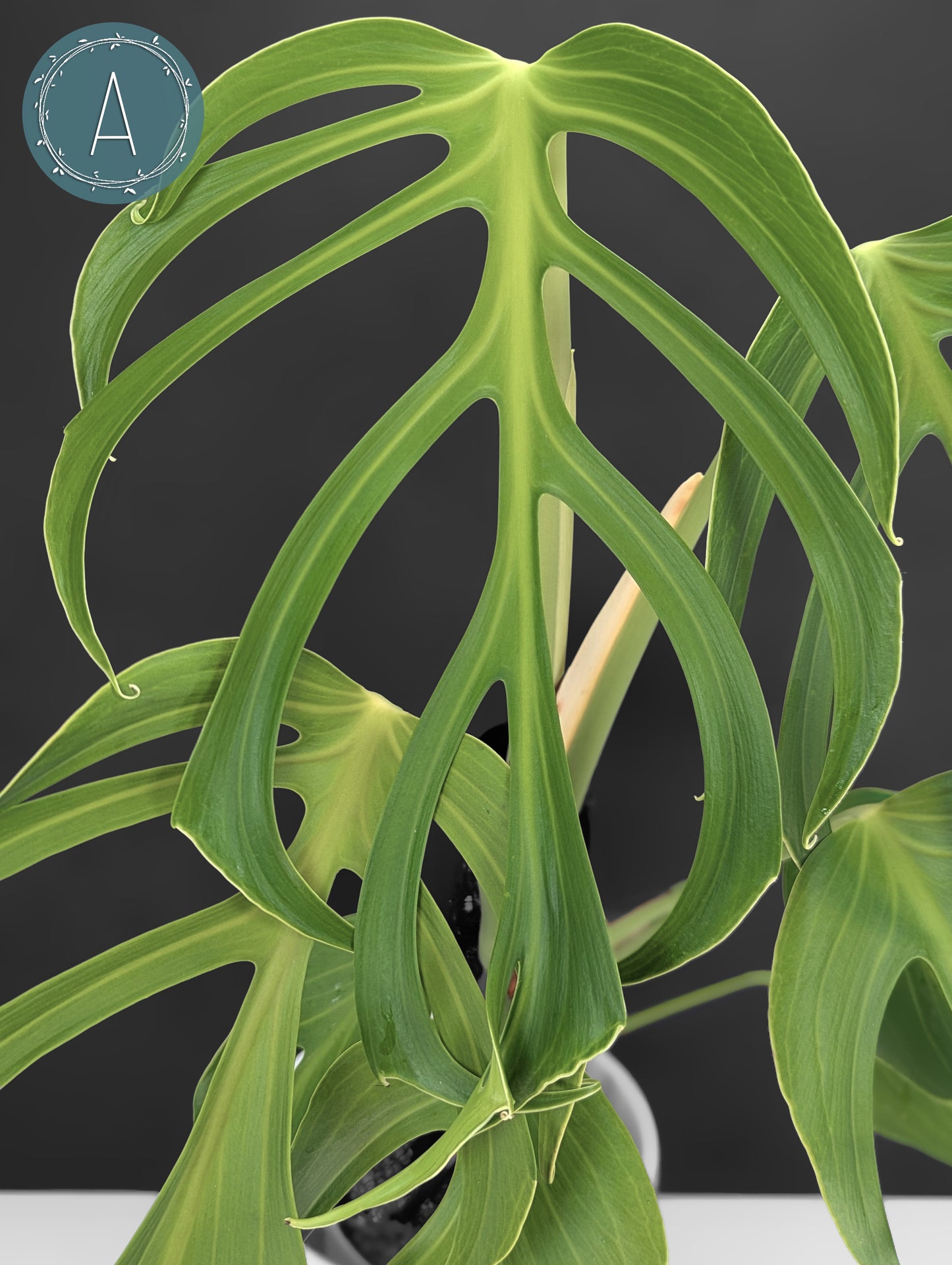 Monstera Burle Marx Flame (Non-TC)