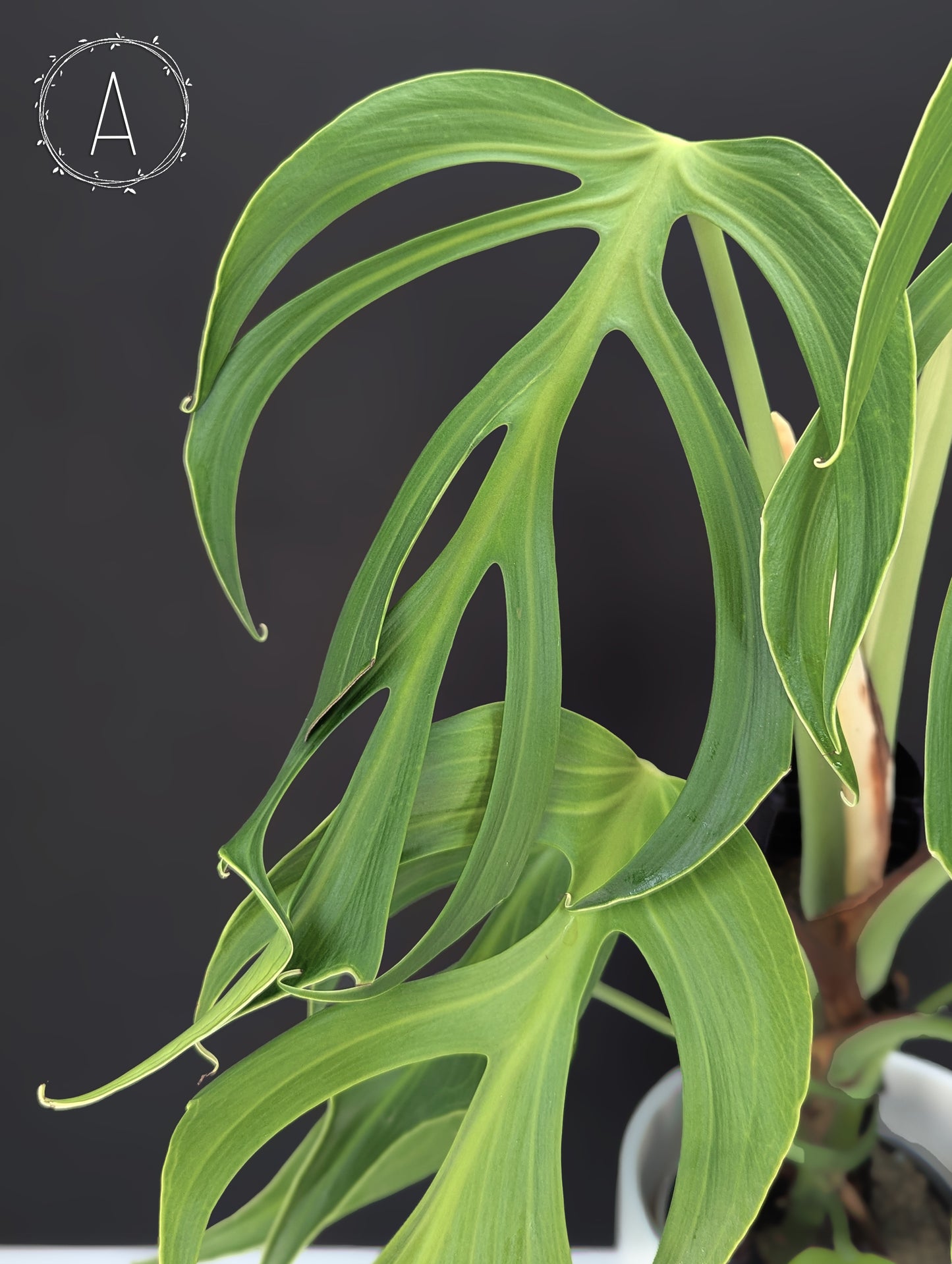 Monstera Burle Marx Flame (Non-TC)
