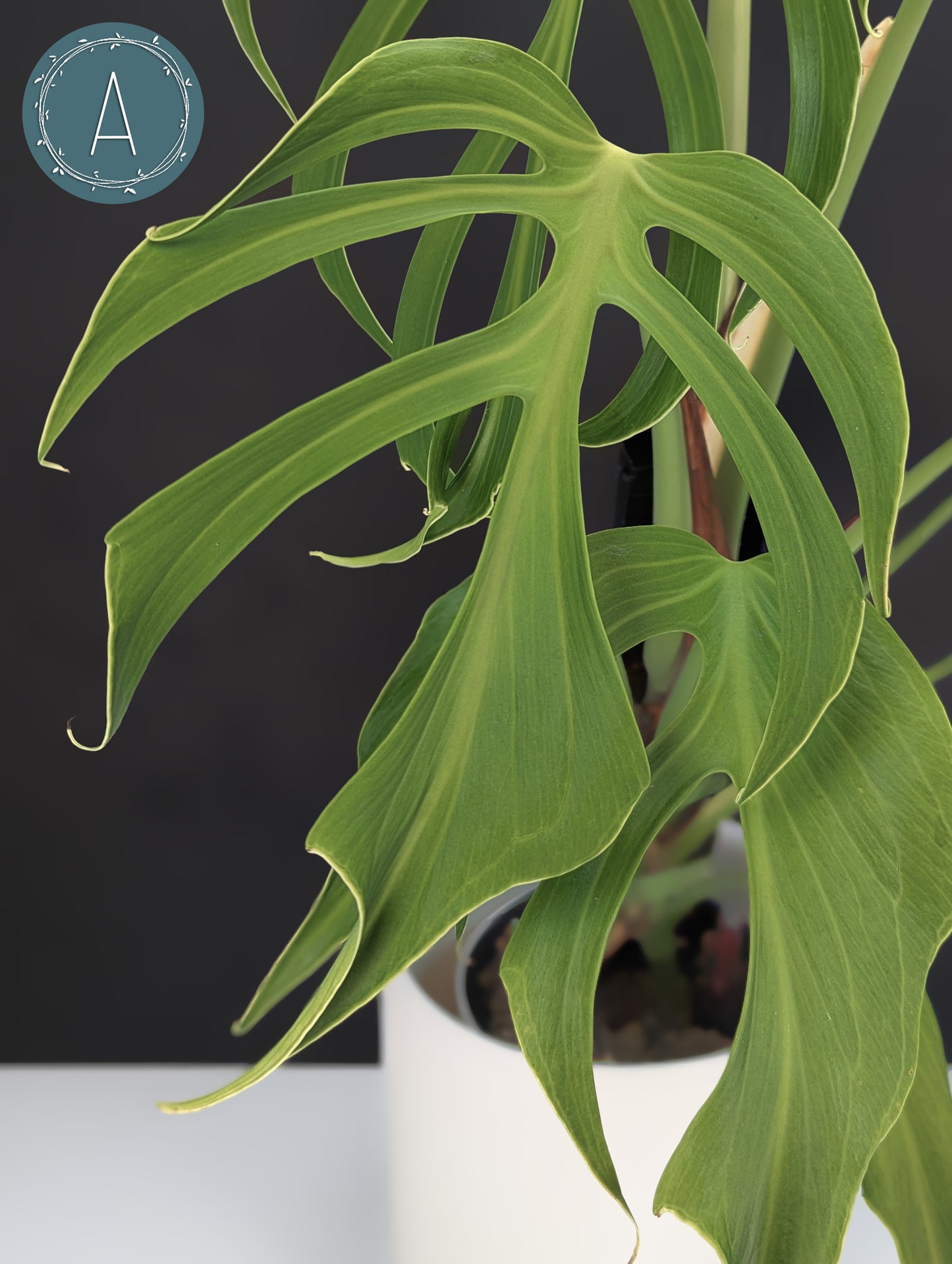 Monstera Burle Marx Flame (Non-TC)