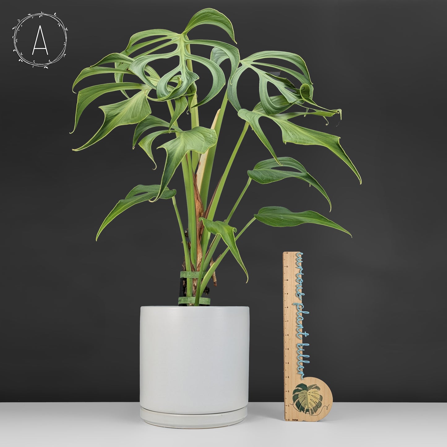Monstera Burle Marx Flame (Non-TC)