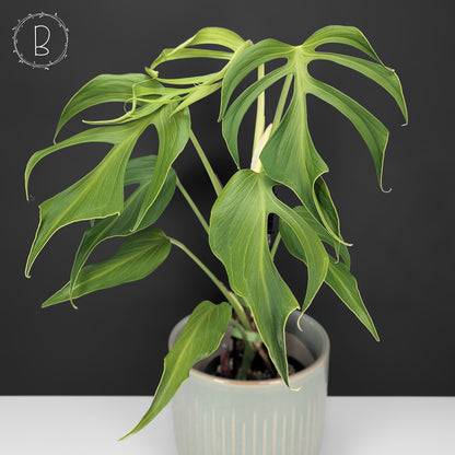 Monstera Burle Marx Flame (Non-TC)