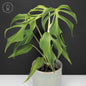 Monstera Burle Marx Flame (Non-TC)