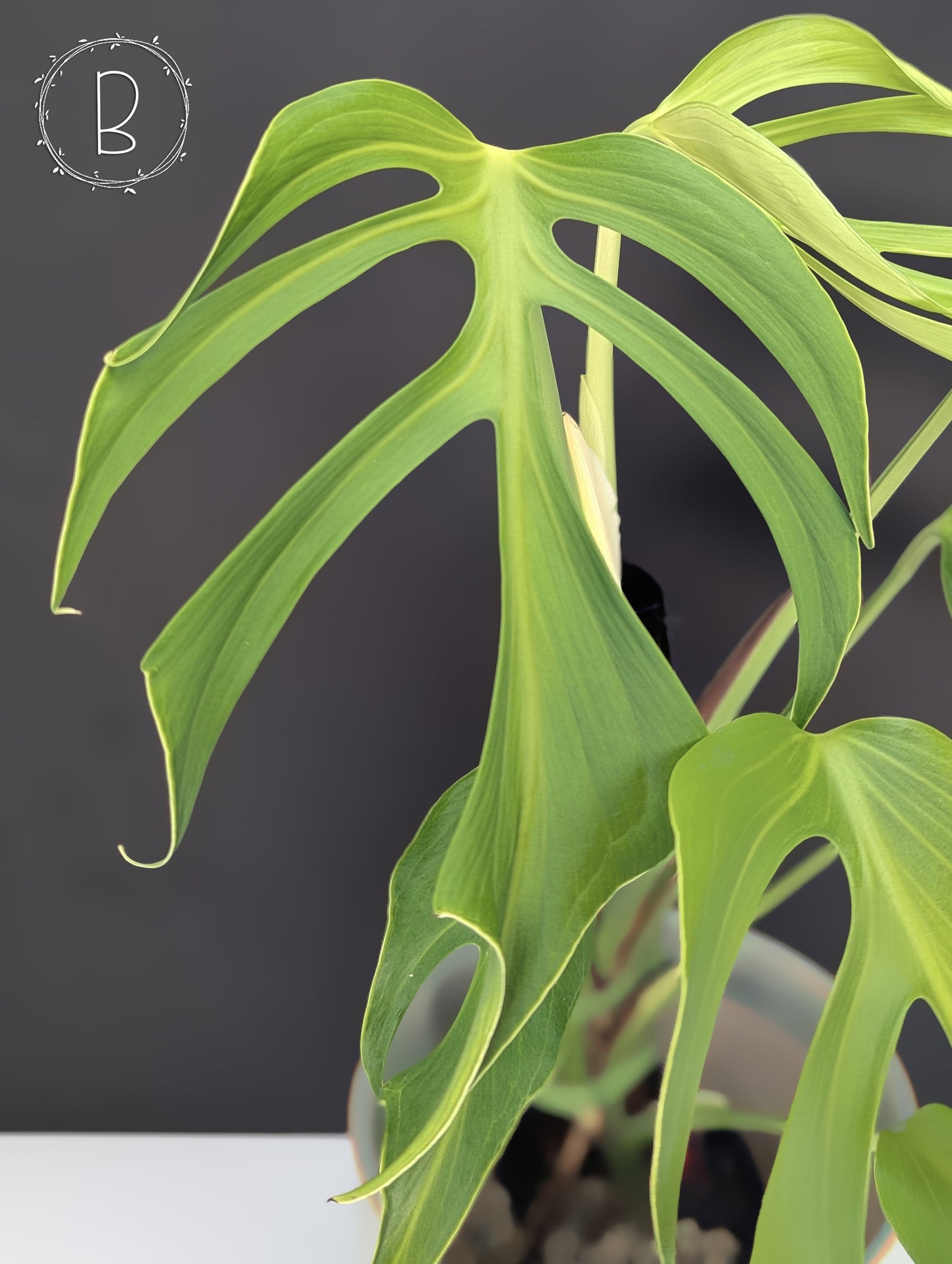 Monstera Burle Marx Flame (Non-TC)