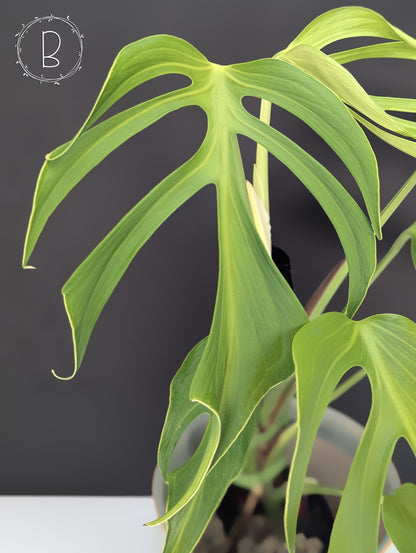 Monstera Burle Marx Flame (Non-TC)