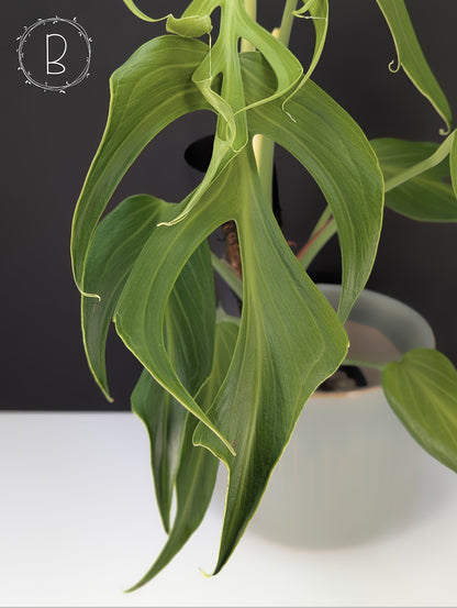 Monstera Burle Marx Flame (Non-TC)