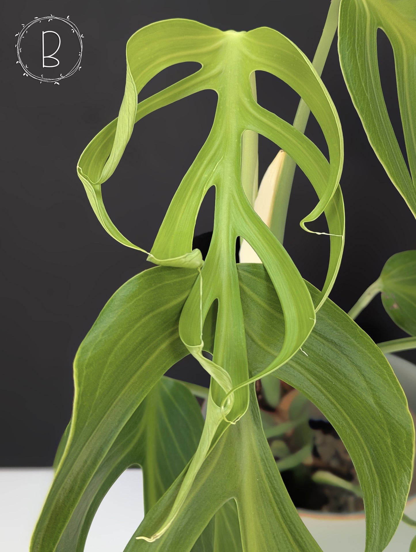 Monstera Burle Marx Flame (Non-TC)