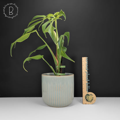 Monstera Burle Marx Flame (Non-TC)