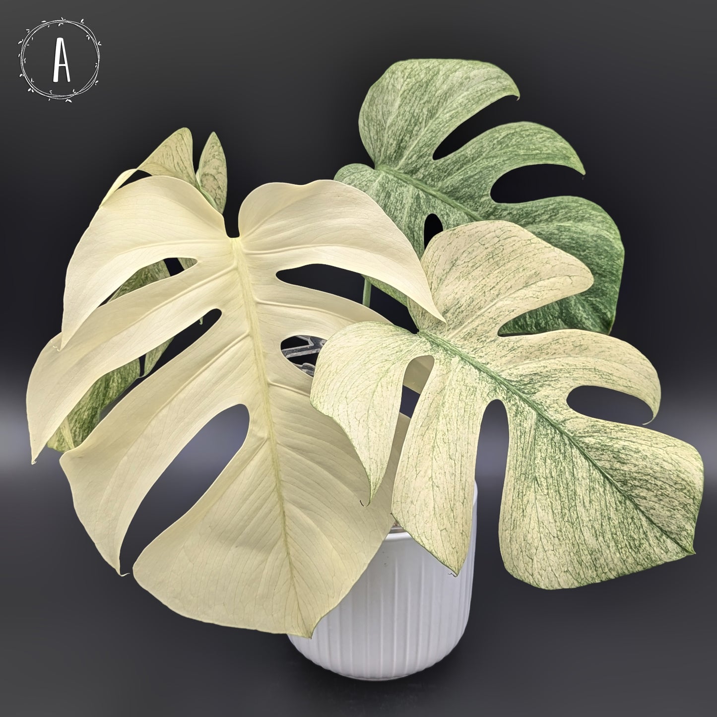 Monstera Mint "Full Mint" (Non-TC)