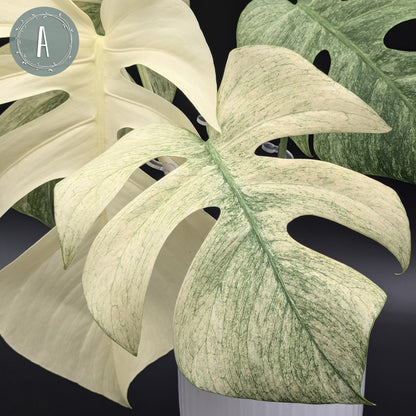 Monstera Mint "Full Mint" (Non-TC)