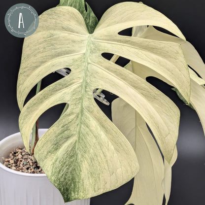 Monstera Mint "Full Mint" (Non-TC)