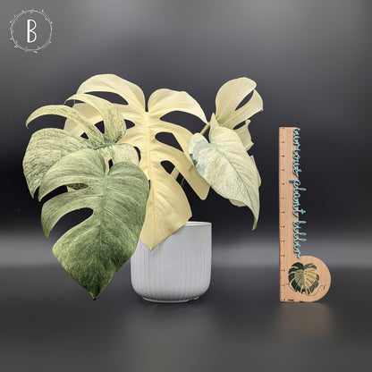 Monstera Mint "Full Mint" (Non-TC)