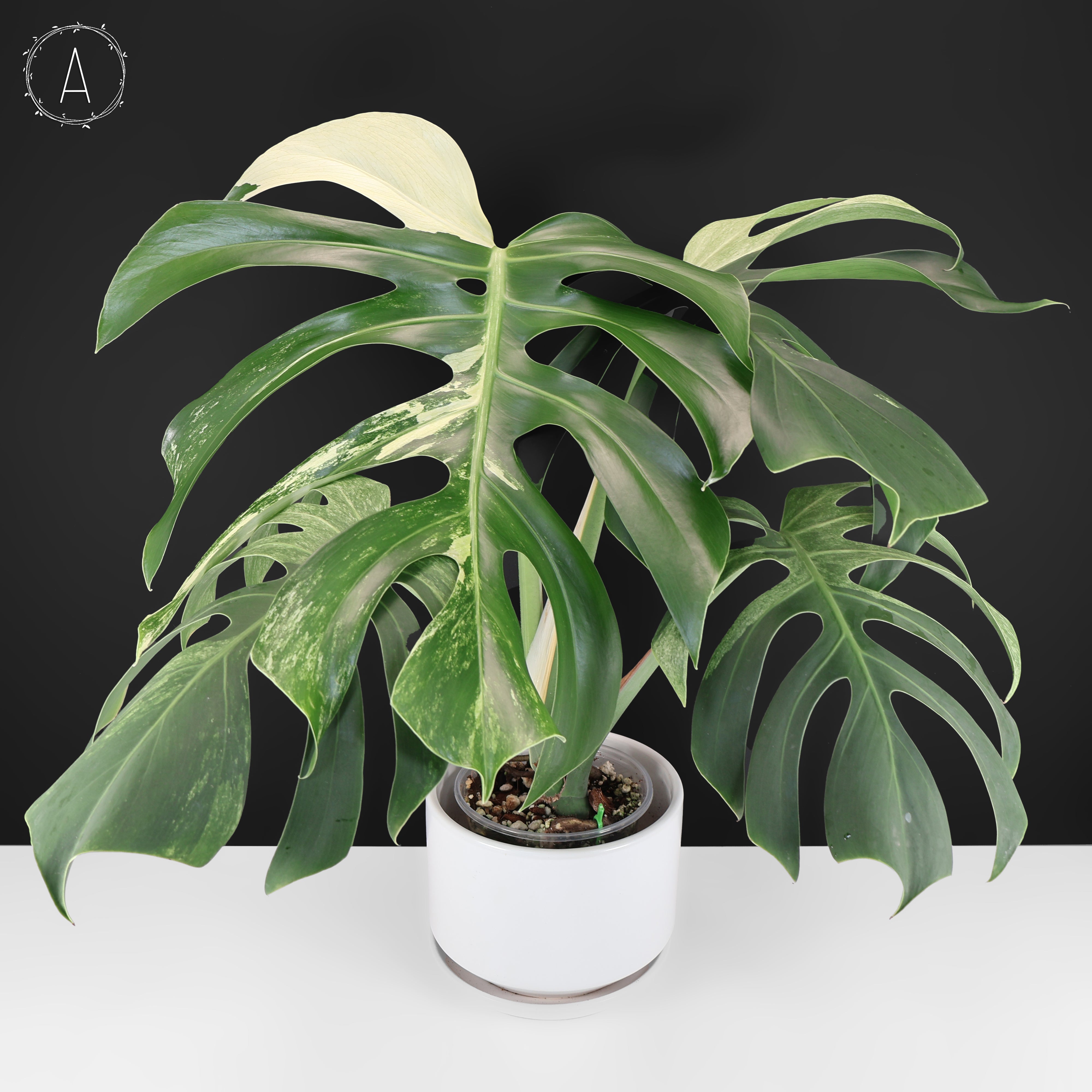 Monstera Jungle Mint (Non-TC) – Curious Plant Killer