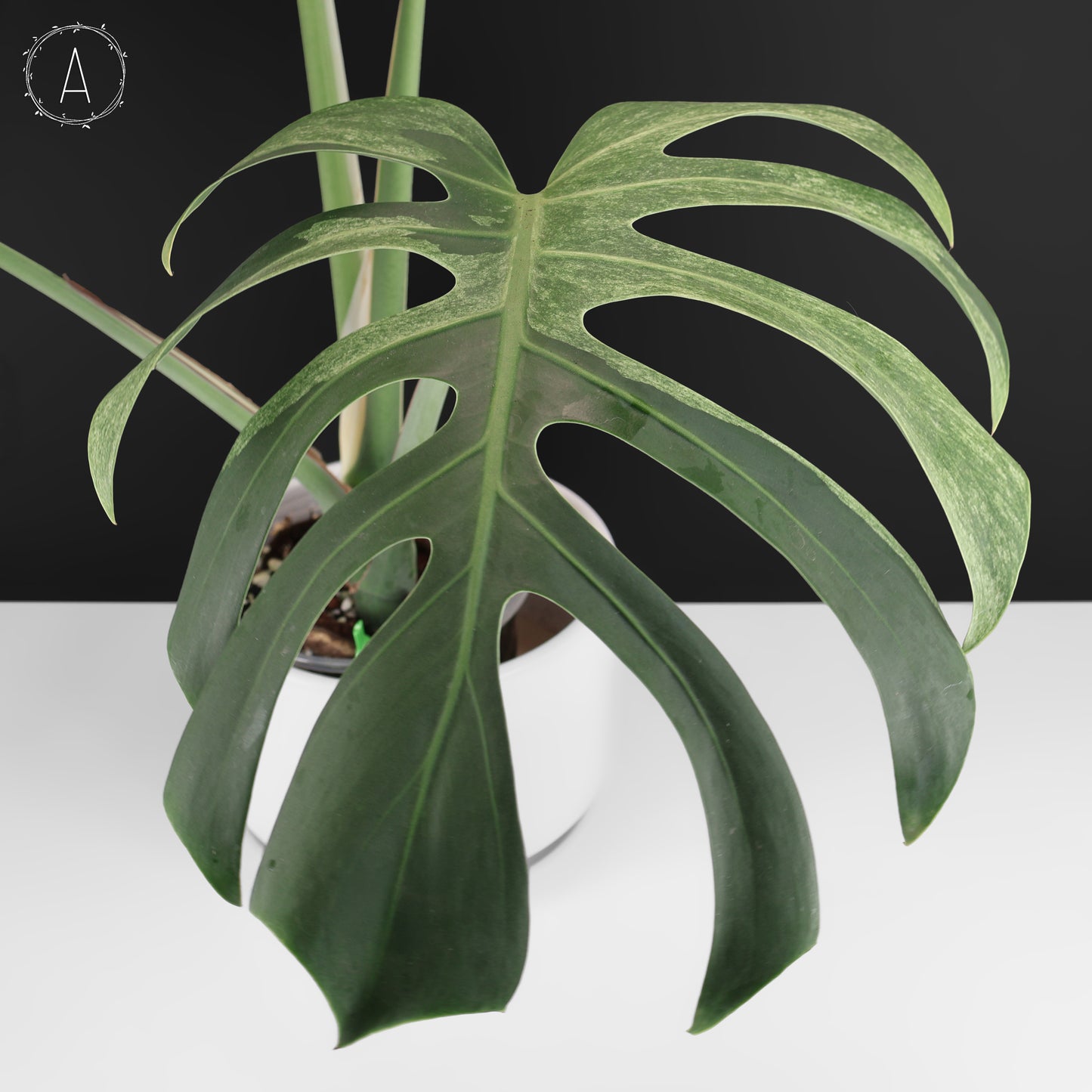 Monstera Jungle Mint (sin TC)